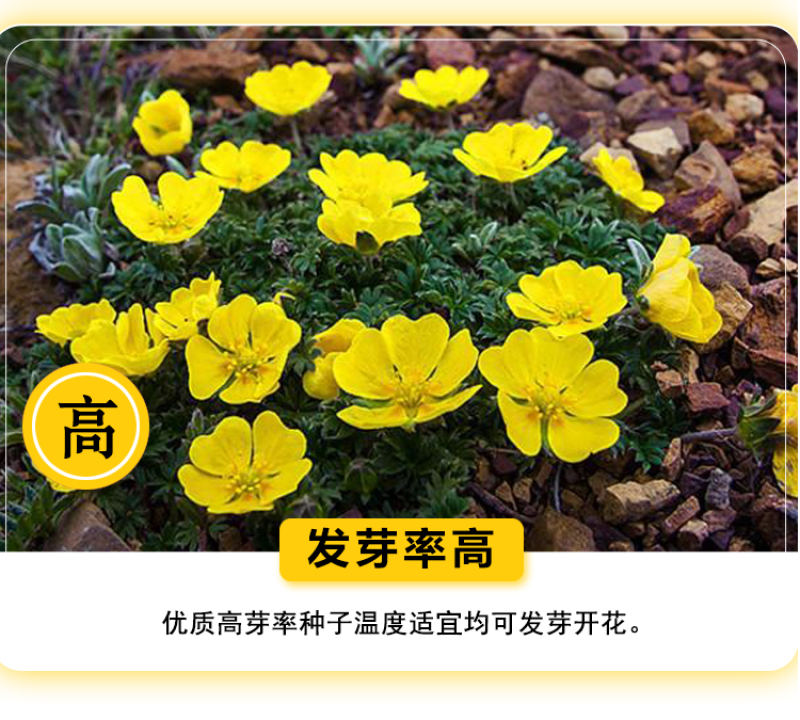 委陵菜种子阳台庭院盆栽室内易种花籽景观绿化地被花海