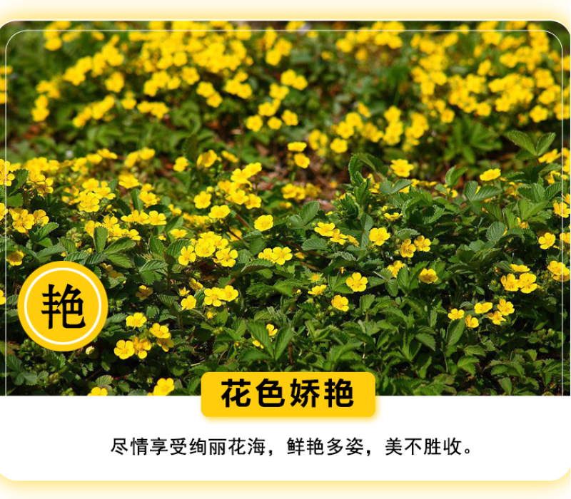 委陵菜种子阳台庭院盆栽室内易种花籽景观绿化地被花海