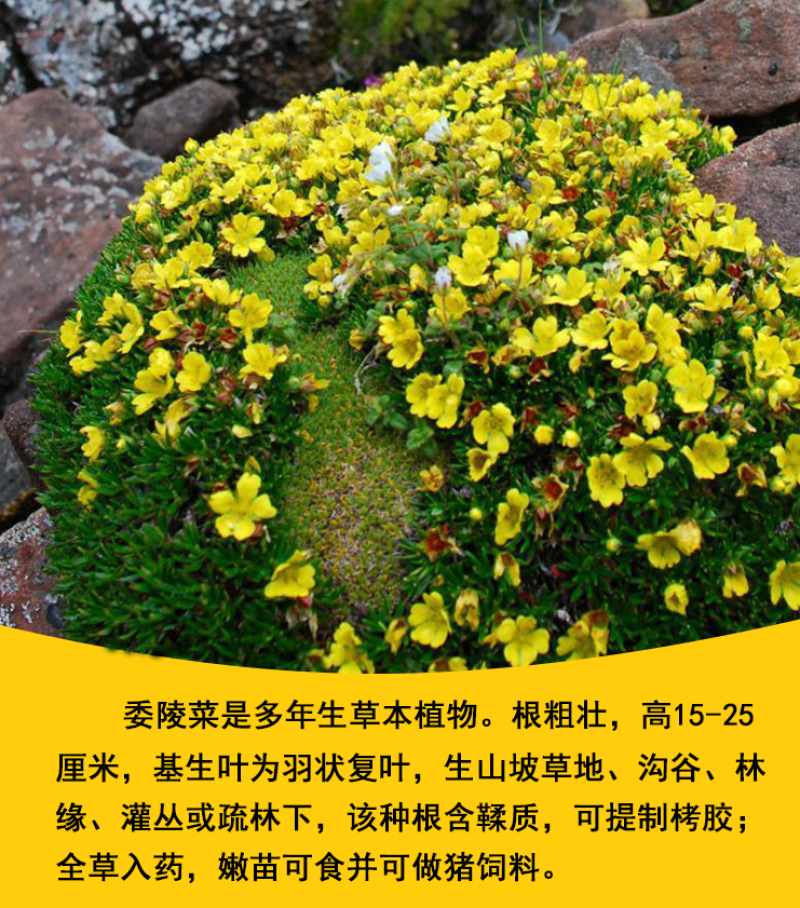 委陵菜种子阳台庭院盆栽室内易种花籽景观绿化地被花海