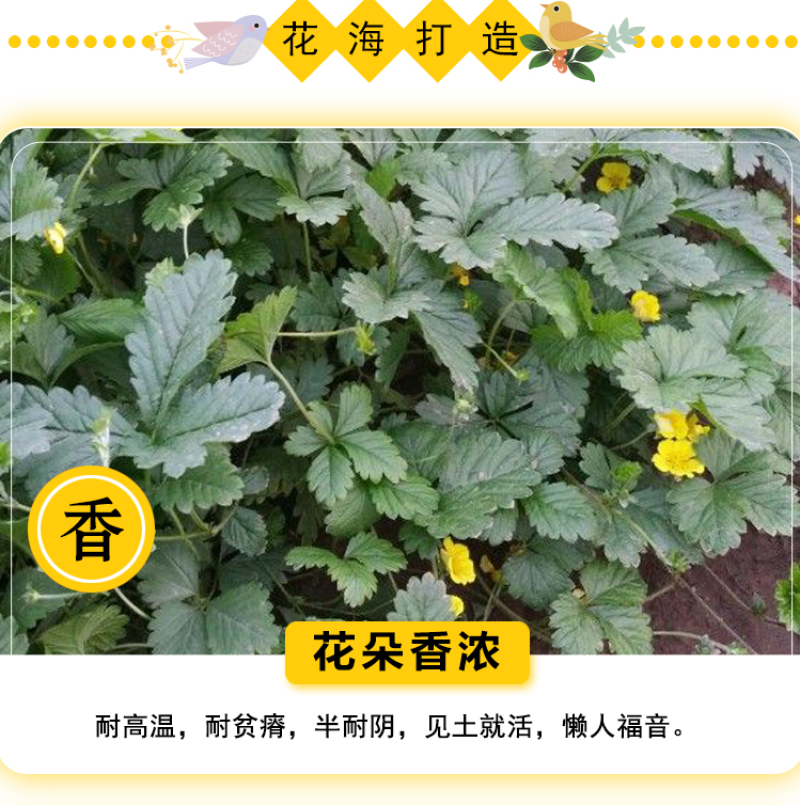 委陵菜种子阳台庭院盆栽室内易种花籽景观绿化地被花海