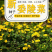 委陵菜种子阳台庭院盆栽室内易种花籽景观绿化地被花海