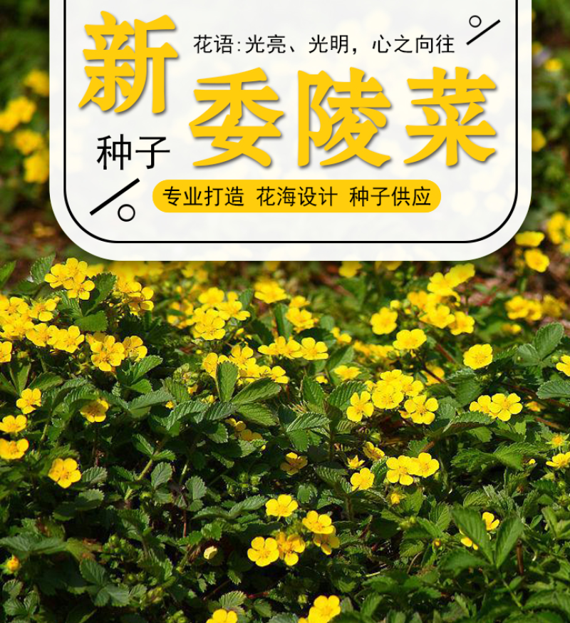 委陵菜种子阳台庭院盆栽室内易种花籽景观绿化地被花海