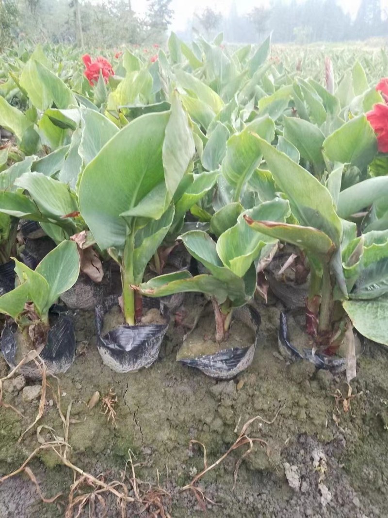 成都美人蕉种植户，美人蕉自家货源价格低，水生美人蕉粉红色