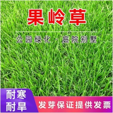进口果岭草种子四季青草籽耐寒耐践踏别墅庭院绿化草籽包发芽
