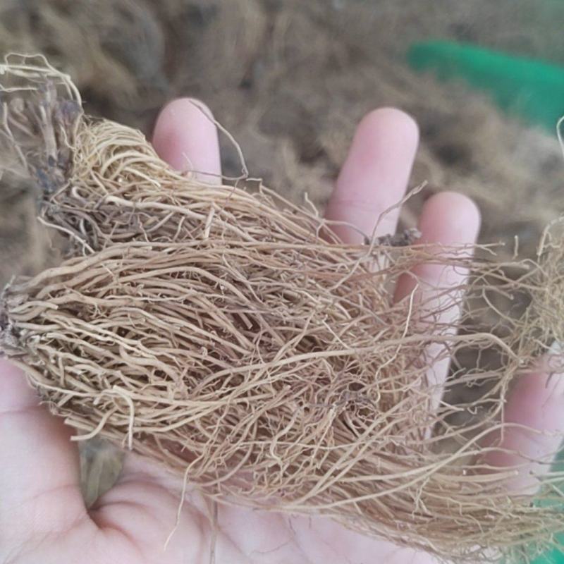 水洗细辛，细辛产地一手货源手选杂质，全细辛