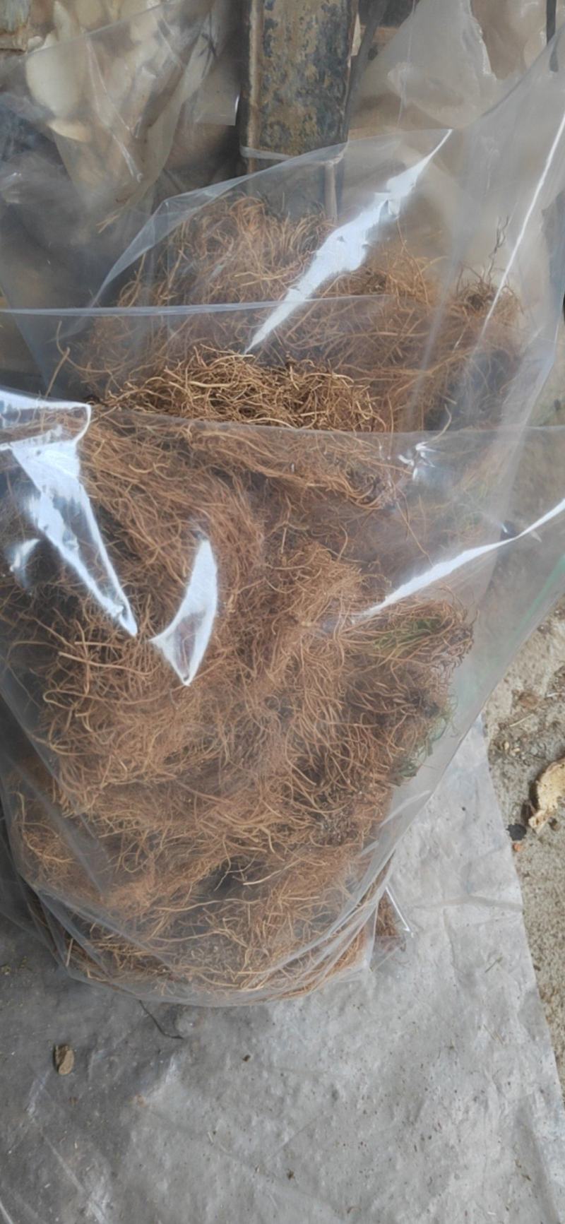 水洗细辛，细辛产地一手货源手选杂质，全细辛