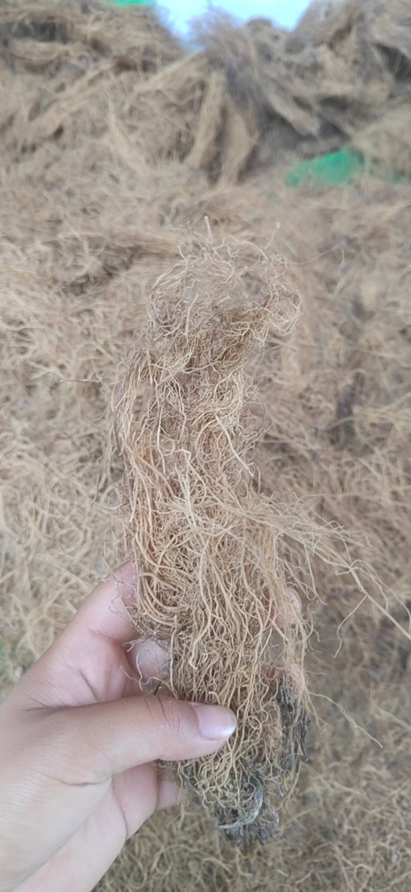 水洗细辛，细辛产地一手货源手选杂质，全细辛