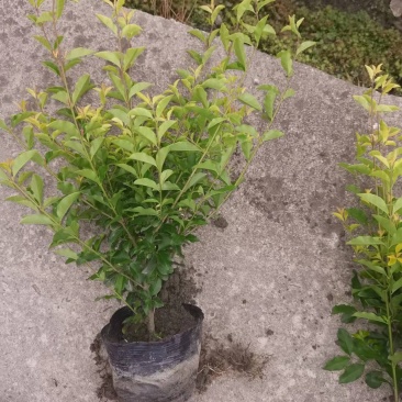 成都金禾女贞种植户，金禾女贞自家货源价格低，金禾女贞批发