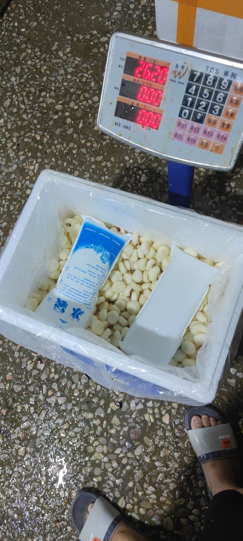 广西荔浦白马蹄荸荠肉白口感好有自己加工厂量大可以长期合作