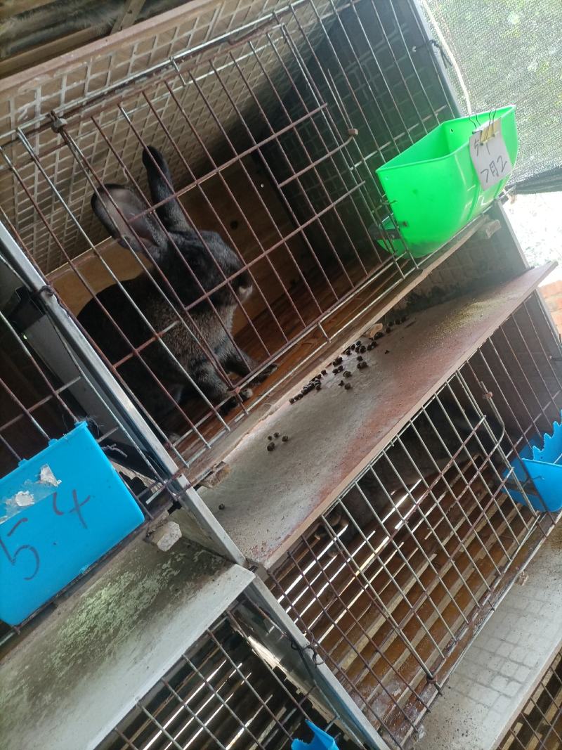 种兔