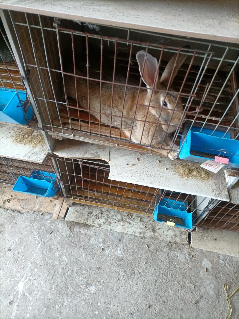 种兔