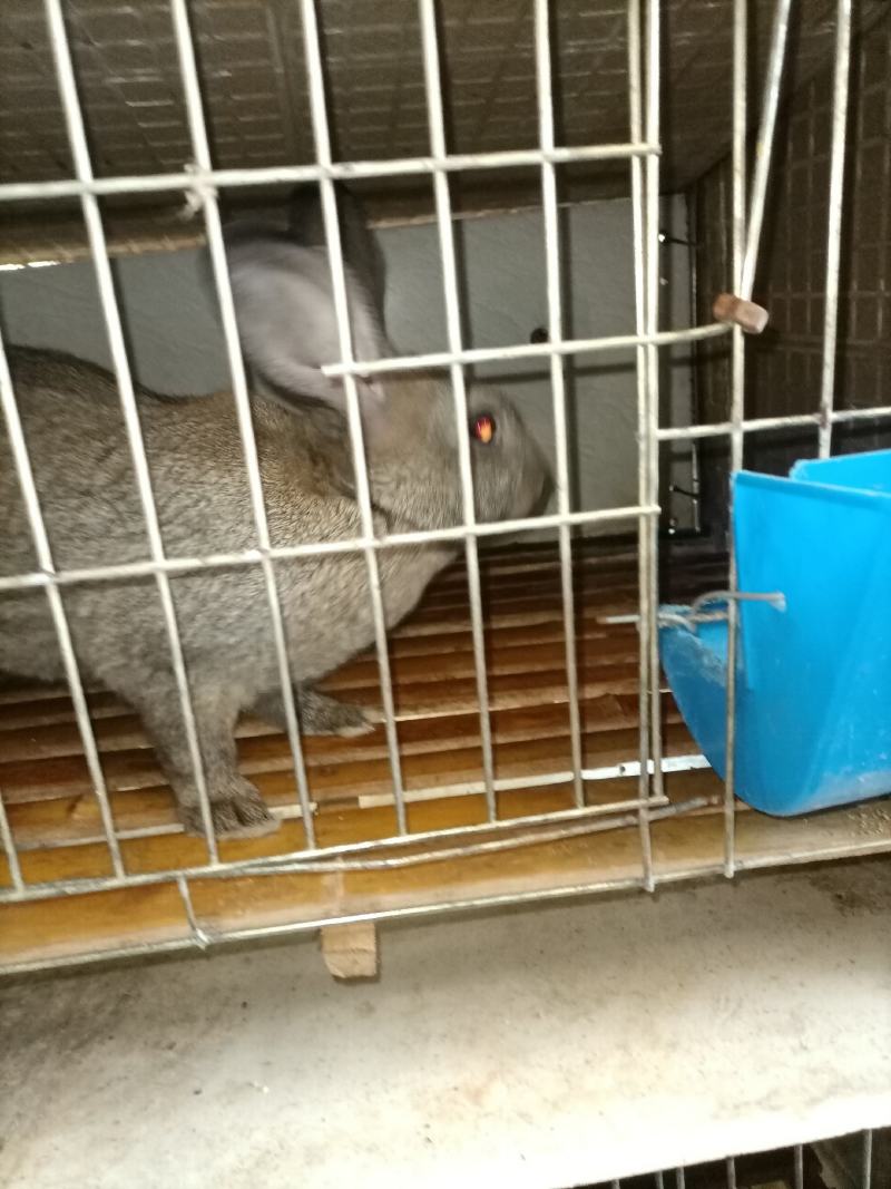 种兔