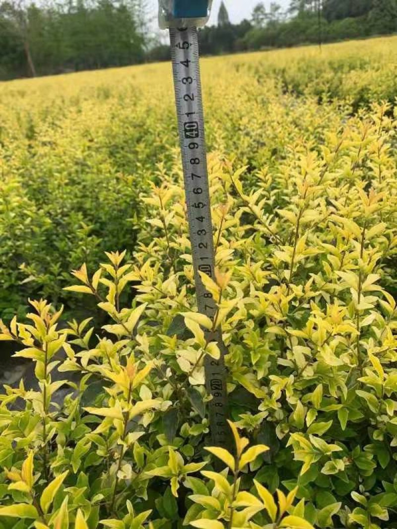 成都金禾女贞种植户，金禾女贞自家货源价格低，金禾女贞批发