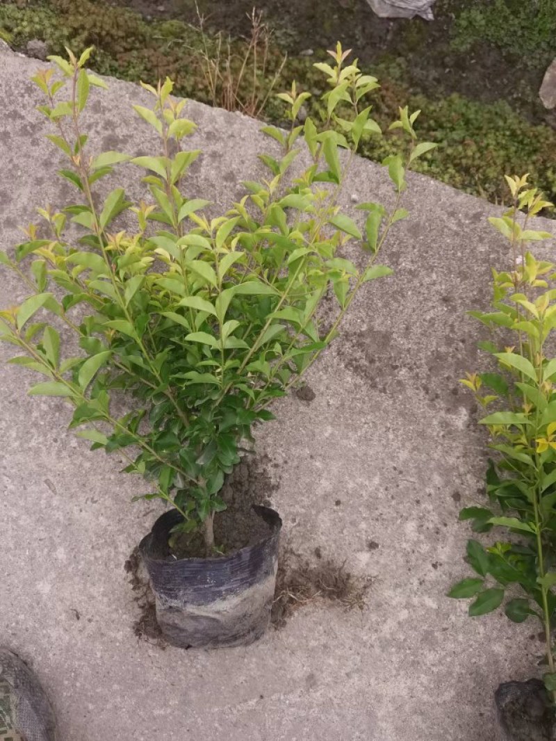 成都金禾女贞种植户，金禾女贞自家货源价格低，金禾女贞批发
