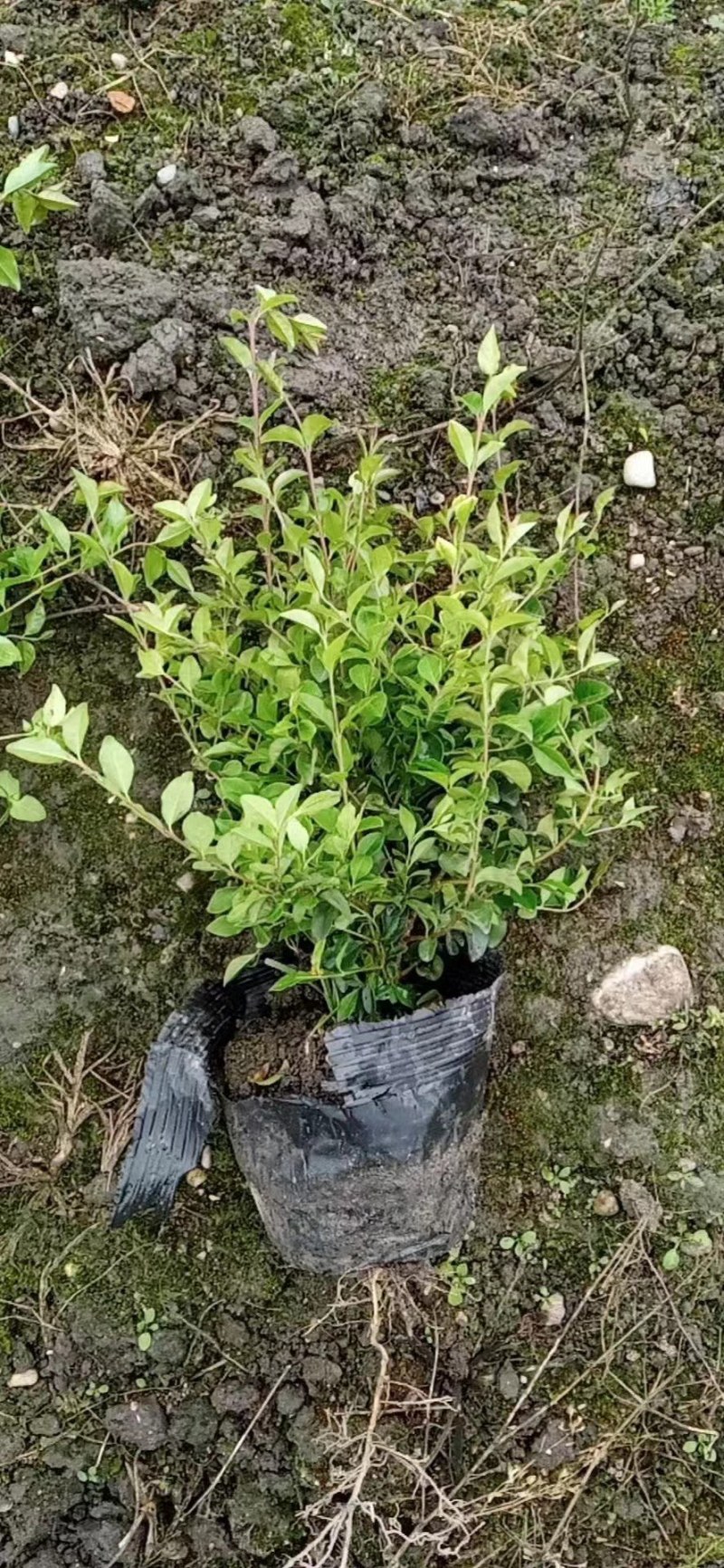 成都金禾女贞种植户，金禾女贞自家货源价格低，金禾女贞批发