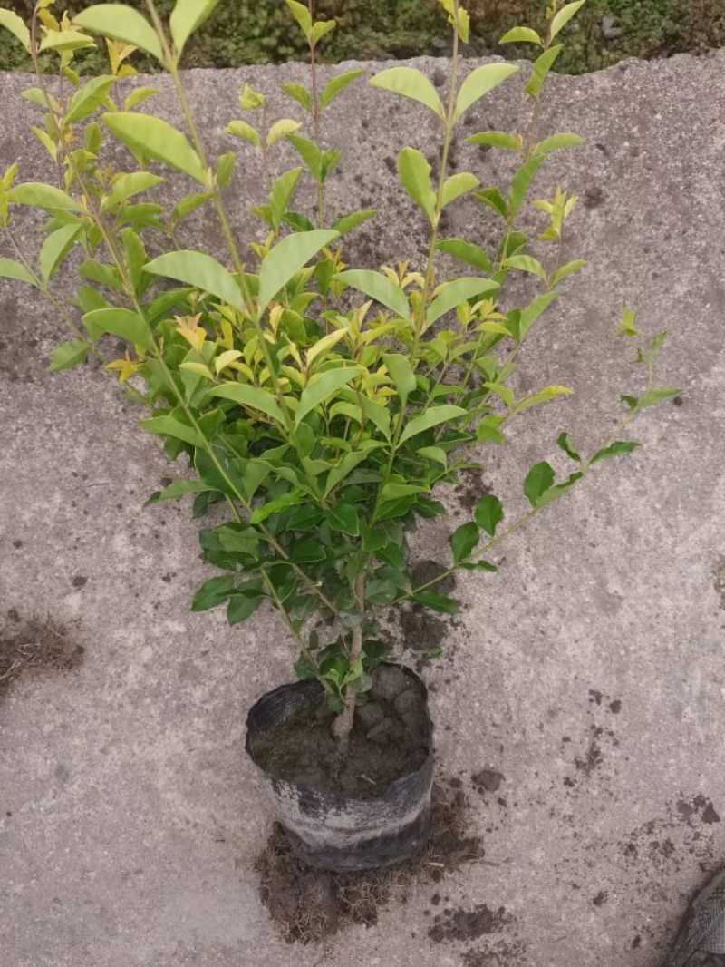 成都金禾女贞种植户，金禾女贞自家货源价格低，金禾女贞批发