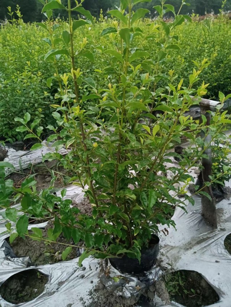 成都金禾女贞种植户，金禾女贞自家货源价格低，金禾女贞批发