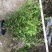 成都金禾女贞种植户，金禾女贞自家货源价格低，金禾女贞批发