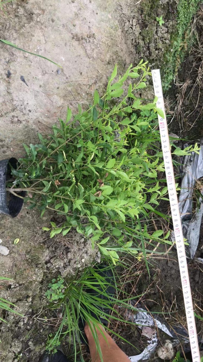 成都金禾女贞种植户，金禾女贞自家货源价格低，金禾女贞批发