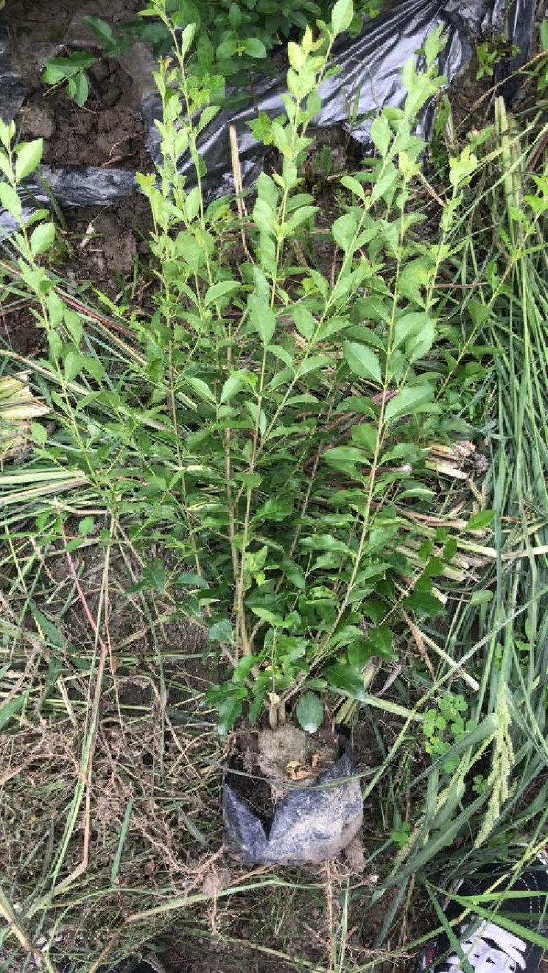 成都金禾女贞种植户，金禾女贞自家货源价格低，金禾女贞批发