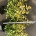 成都金禾女贞种植户，金禾女贞自家货源价格低，金禾女贞批发