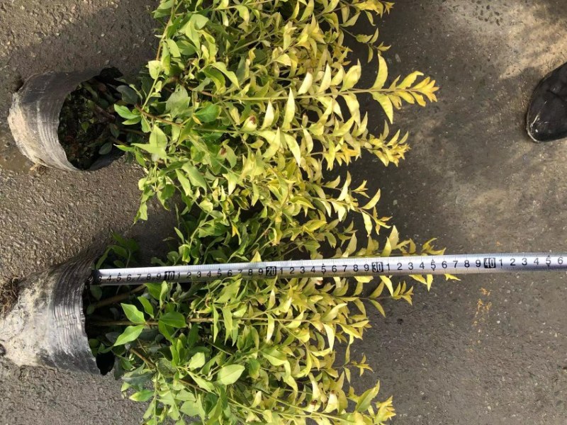 成都金禾女贞种植户，金禾女贞自家货源价格低，金禾女贞批发