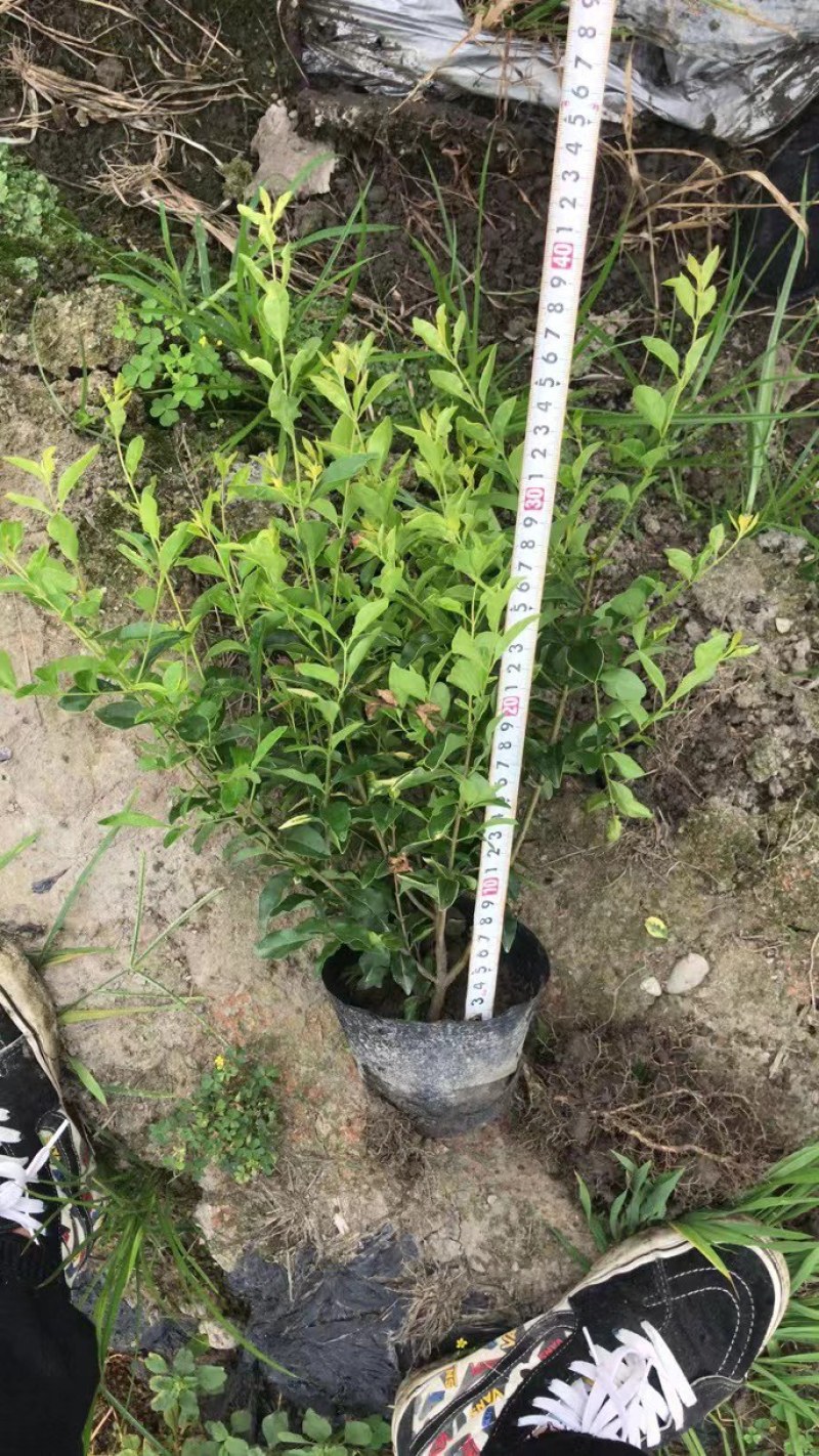 成都金禾女贞种植户，金禾女贞自家货源价格低，金禾女贞批发