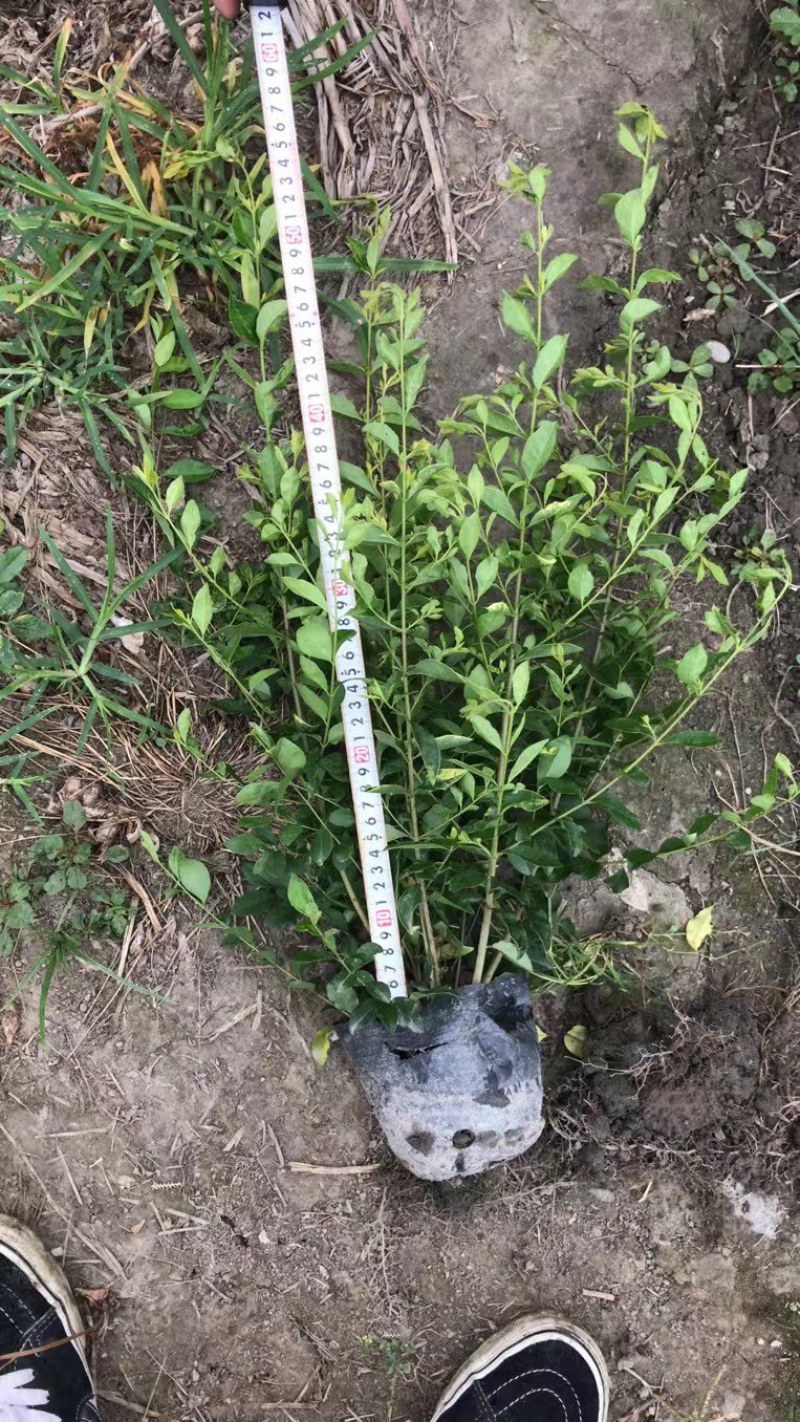 成都金禾女贞种植户，金禾女贞自家货源价格低，金禾女贞批发
