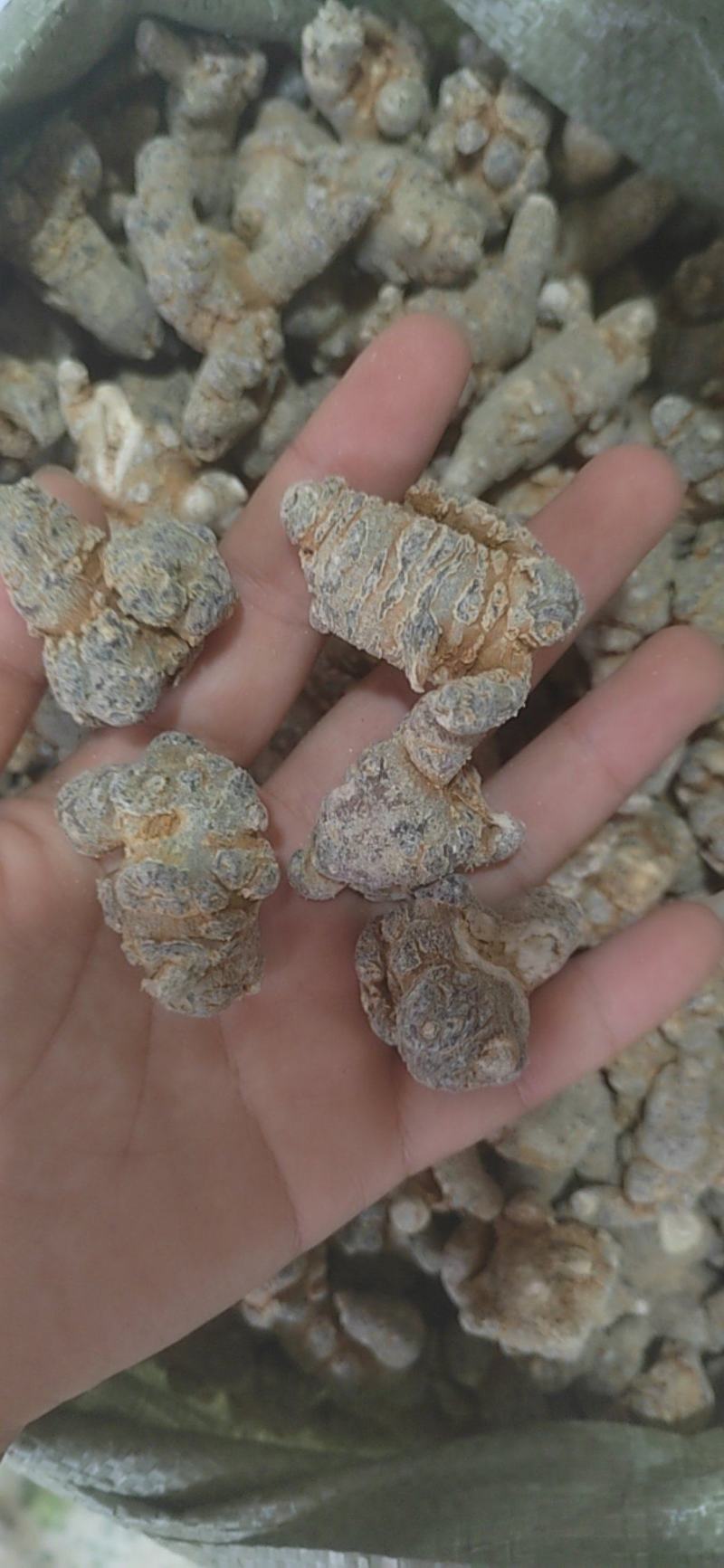 三七，三七粉，各种规格产地大货，一手货源可打粉