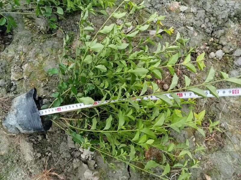 成都金禾女贞种植户，金禾女贞自家货源价格低，金禾女贞批发