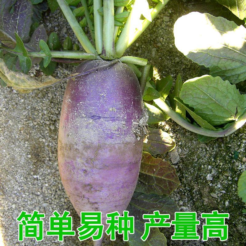首尔紫星水果萝卜种子紫色紫心萝卜籽种耐热耐寒四季大田用