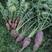 首尔紫星水果萝卜种子紫色紫心萝卜籽种耐热耐寒四季大田用