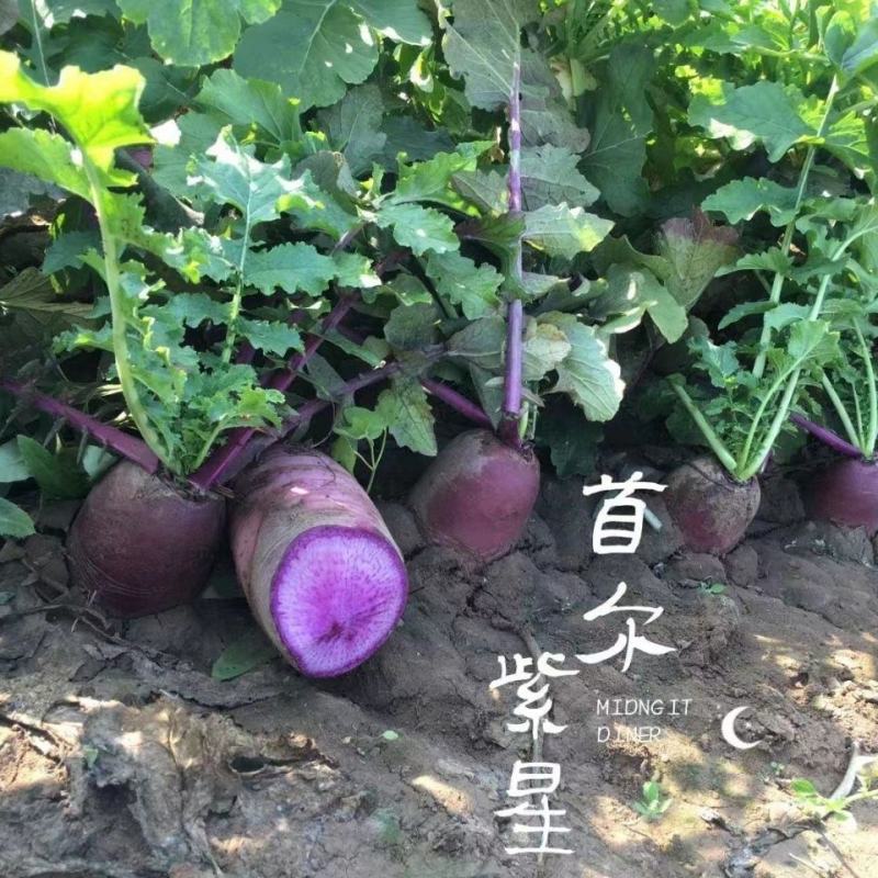 首尔紫星水果萝卜种子紫色紫心萝卜籽种耐热耐寒四季大田用