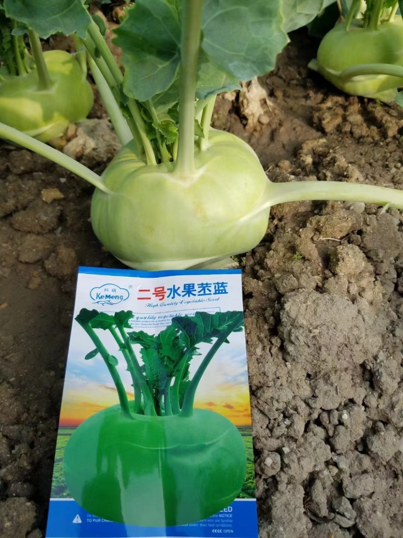 二号水果苤蓝种子晚熟品种皮色绿脆甜无纤维，春秋两季