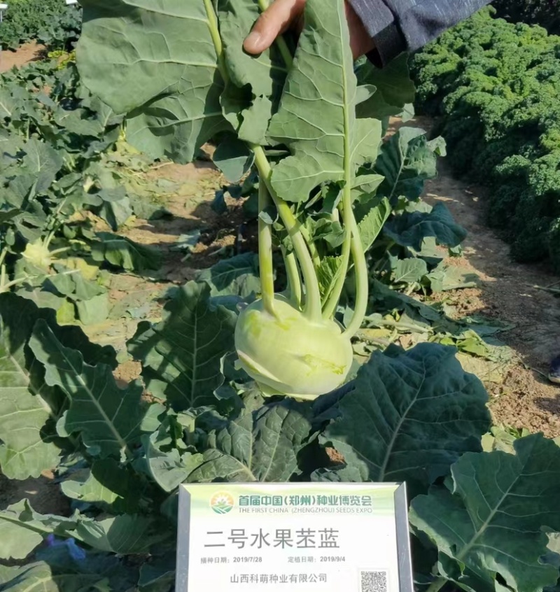 二号水果苤蓝种子晚熟品种皮色绿脆甜无纤维，春秋两季