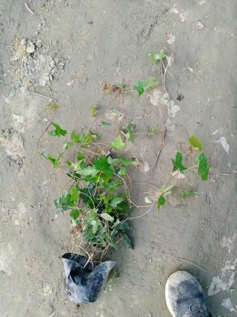 郫都区爬山虎小苗，小杯爬山虎价格低，爬山虎价格量大从优。