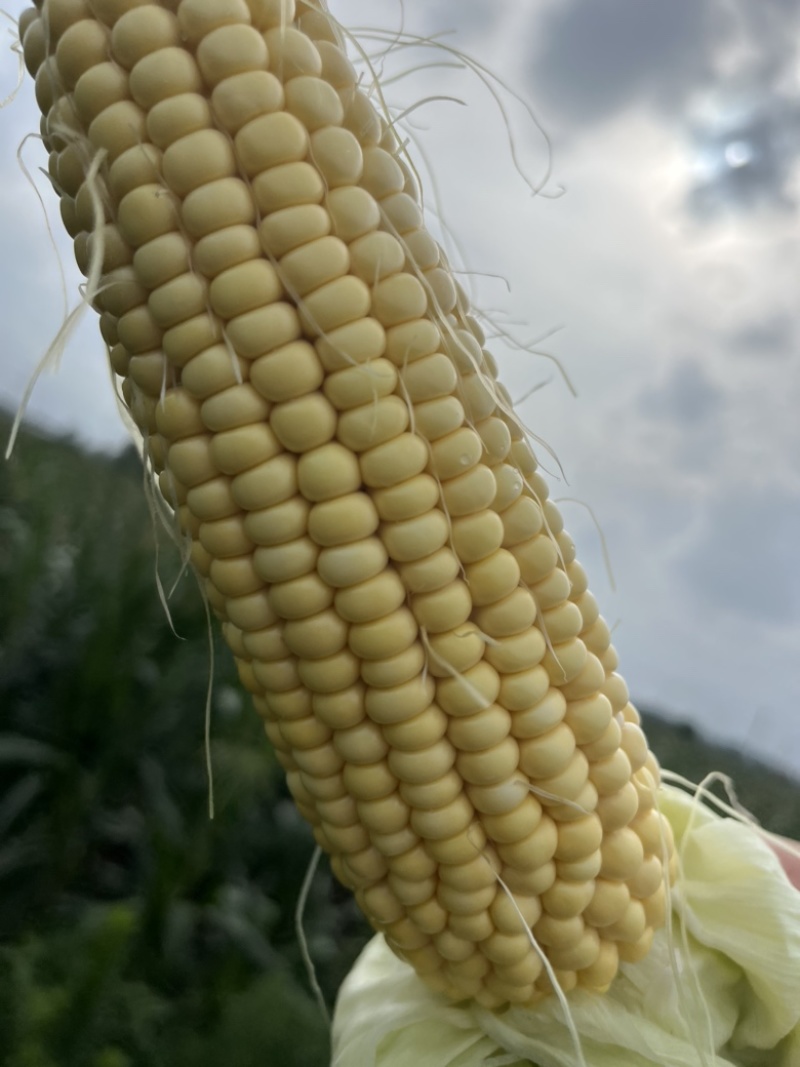 昌邑自家黏玉米