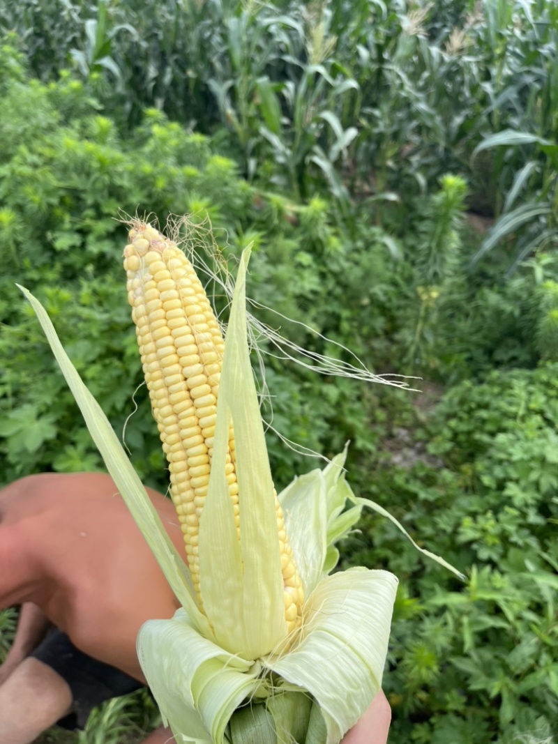 昌邑自家黏玉米