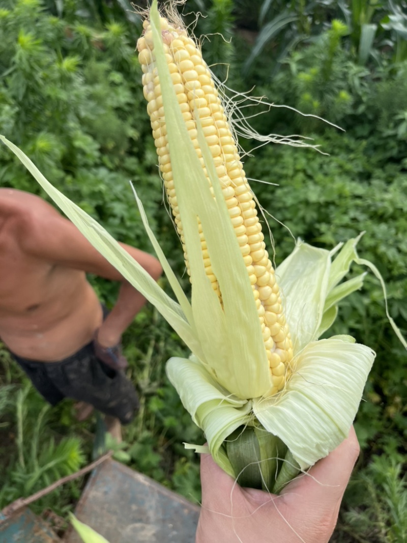 昌邑自家黏玉米