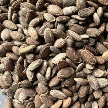瓜蒌仁瓜蒌籽文斌中药材批发零售干净无杂质