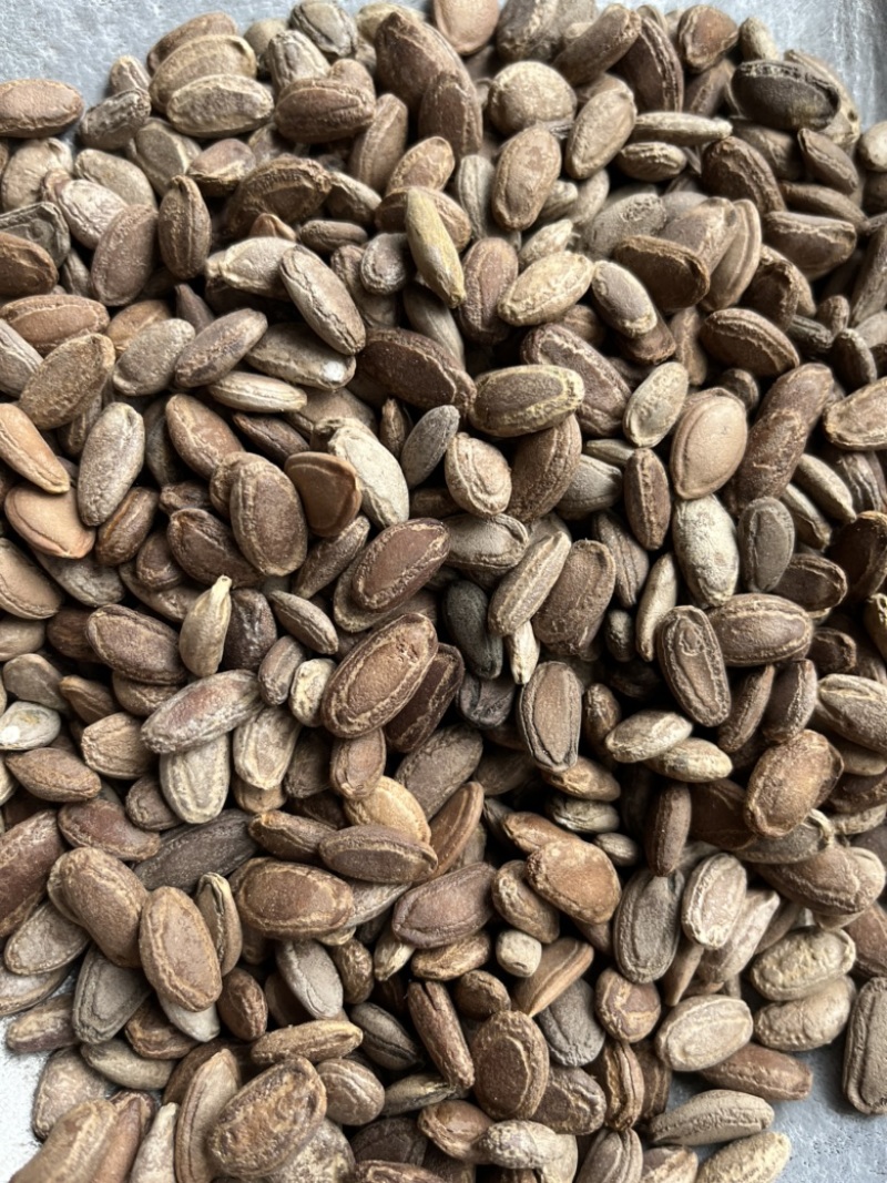 瓜蒌仁瓜蒌籽文斌中药材批发零售干净无杂质