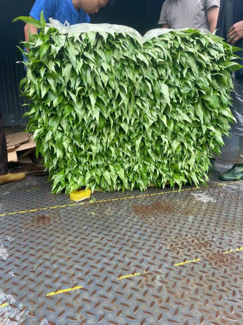 蔬菜空心菜大量上市欢迎各位老板前来采购