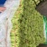 蔬菜空心菜大量上市欢迎各位老板前来采购