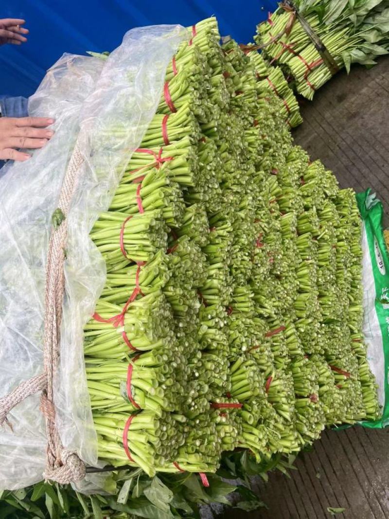 蔬菜空心菜大量上市欢迎各位老板前来采购