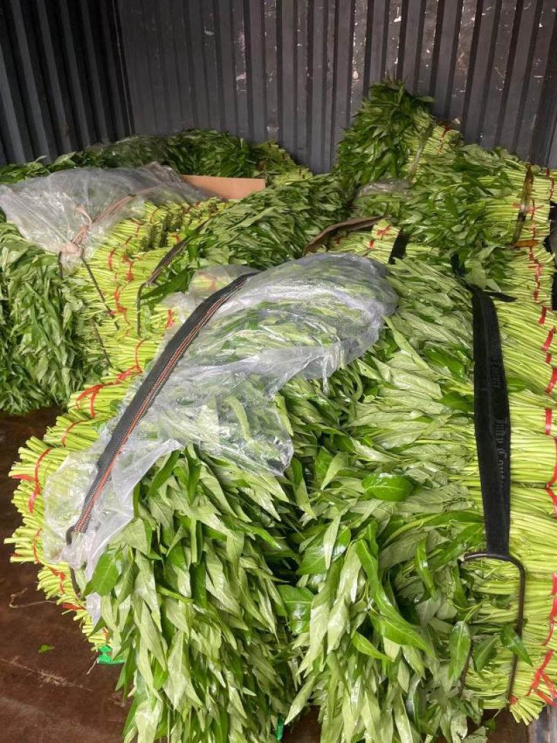 蔬菜空心菜大量上市欢迎各位老板前来采购