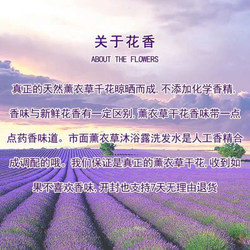 【送纱袋】新疆伊犁天然薰衣草干花薰衣草房间衣柜去味填充枕