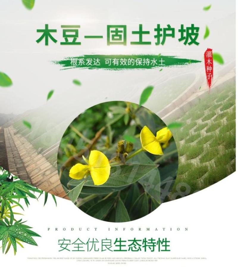 新采护坡灌木籽木豆种子适应性强适合斜坡边坡固土复绿化工程
