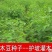 新采护坡灌木籽木豆种子适应性强适合斜坡边坡固土复绿化工程