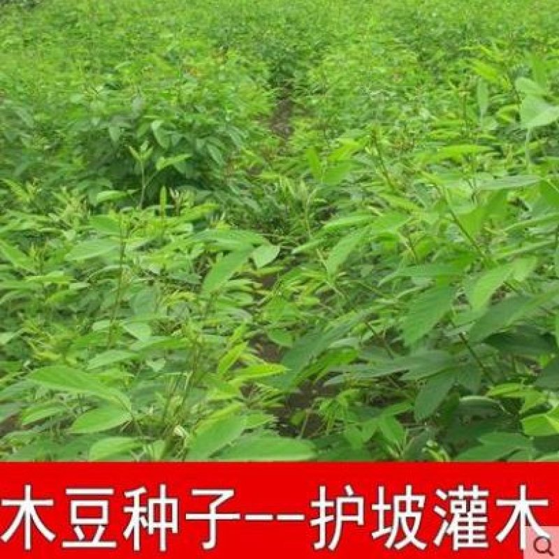 新采护坡灌木籽木豆种子适应性强适合斜坡边坡固土复绿化工程