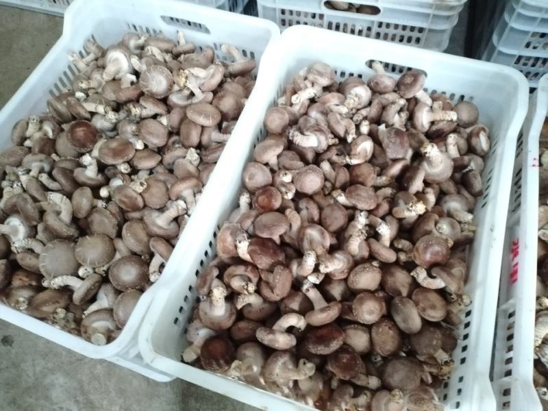 鲜香菇